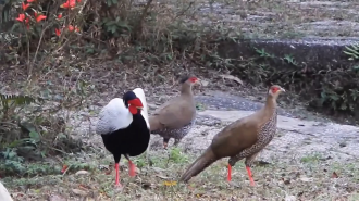  Luang Namtha Designates Silver Pheasant as Official Provincial Symbol