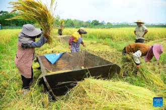 ສປ ຈີນ ຜະລິດເຂົ້າ ບັນລຸຫລາຍກວ່າ 28 ລ້ານກວ່າໂຕນ