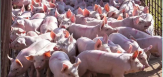 Xayaboury Detects African Swine Fever, Suspends Pork Sales and Consumption