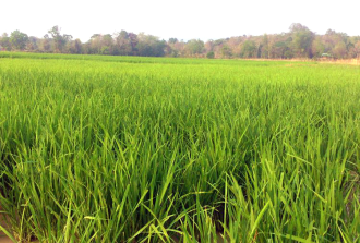 ເປົ້າໝາຍການສ້າງເສດຖະກິດ ເອກະລາດ ເປັນເຈົ້າຕົນເອງ ຂອງພັກ 