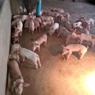 Champasak Strengthens Measures Against African Swine Fever