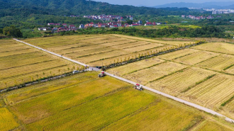 ສປ ຈີນ ເລີ່ມເກັບກ່ຽວທັນຍາຫານ ປະມານ 30%