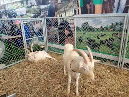 ສປ ຈີນ ຈະບັນລຸການຜະລິດພືດ-ລ້ຽງສັດ ໃຫ້ໄດ້ 130 ລ້ານໂຕນ ພາຍໃນປີ 2030