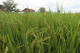 Model Youth Cultivates Success: Integrated Farming Yields Over 100 Million Kip Annually